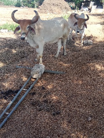 બળદ વેચવાના છે.