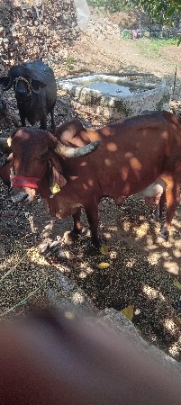 ગાય વેચવાની છે