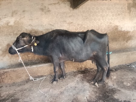 થંબનેલ 2