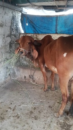 ગીર ગાય વેચવાની છે