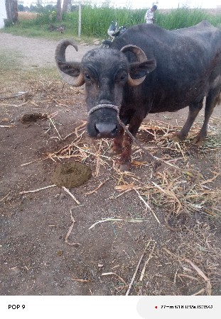 ભેંસ વેચવાની છે