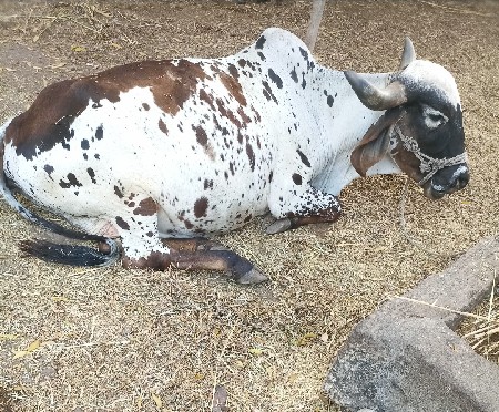 ગાય વેચવાની છે