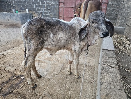 થંબનેલ 3