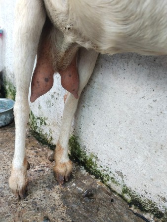 bakri dodh litar doodh vari