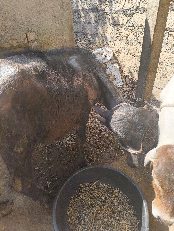 પાડી વેચવાની છે