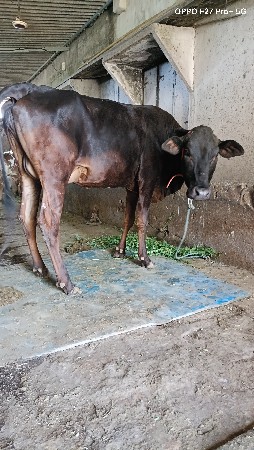 ક્રોસ પેલું વેતર ગાય વેચવાની છે