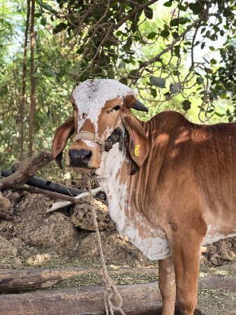 ગીર હોડકી વેચવાની છે