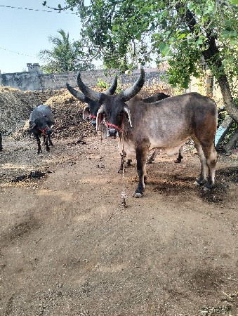 godhla vechvana 1vavni hakel