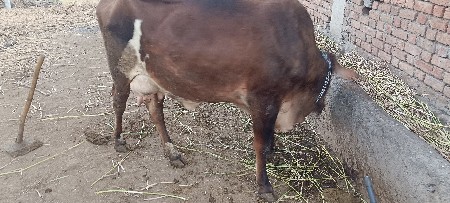 વેચવાની છે