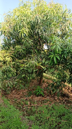 થંબનેલ 2