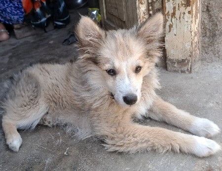 સાટા કરવા