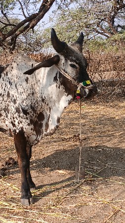 थंबनेल 2