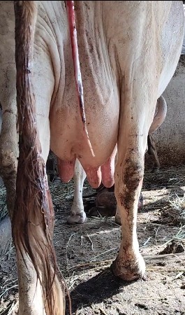 દેશી સુવર્ણ કપિલા ત્રીજુવેતર