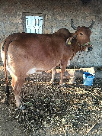 थंबनेल 3