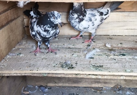 થંબનેલ 3