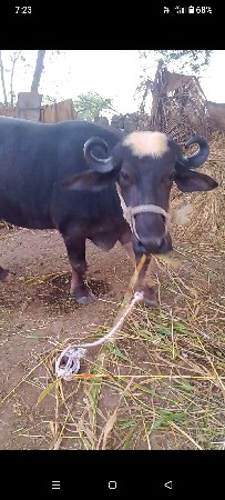 થંબનેલ 3