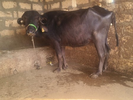 थंबनेल 4