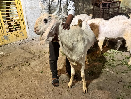 થંબનેલ 3