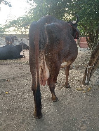 શારી ગાય છે 3 વેતર છે