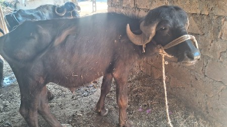 थंबनेल 3