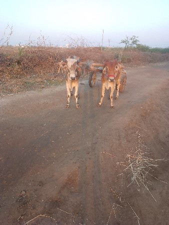 थंबनेल 3