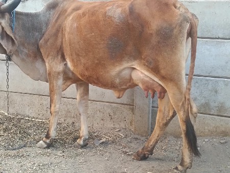 25 દિવસની  4.5 લીટર દૂધ છે