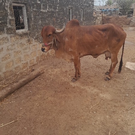 થંબનેલ 2