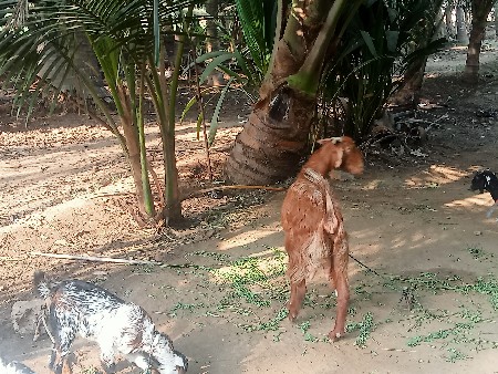 थंबनेल 3