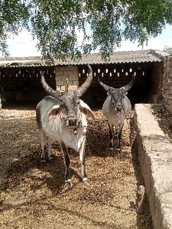 થંબનેલ 3