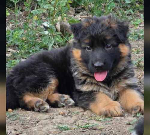 German Shepherd long coat