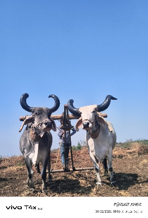 બળદ વઠિયારા વેચવાના છે