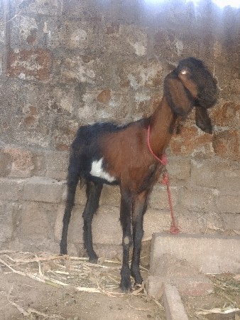 બકરી દેશી