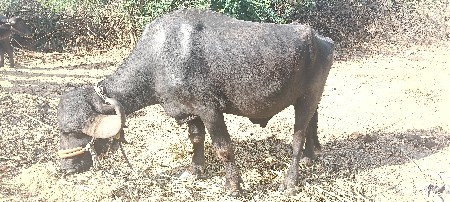 थंबनेल 2