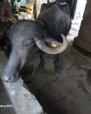 વેચવાની છે