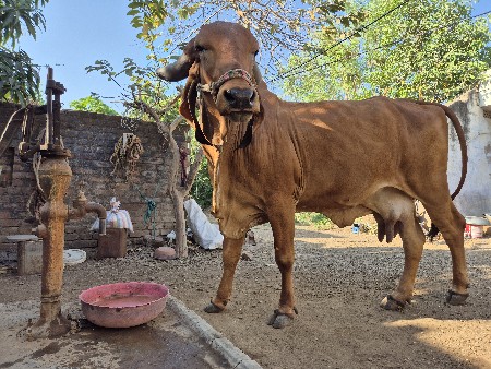 ગીર ગાય વેચવાની છે