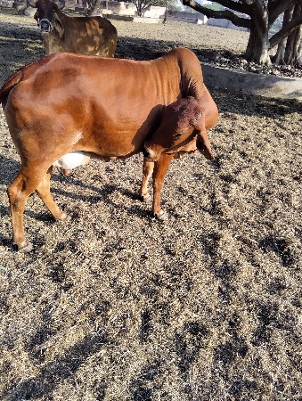 થંબનેલ 3