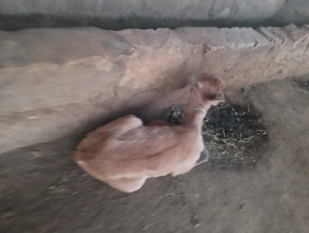 ગાય વેચવાની છે