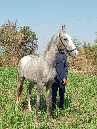વસેરી વેચવાની છે