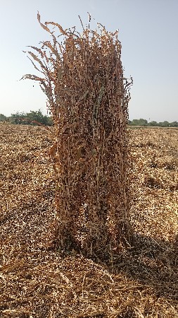 જુવાર ની નીરણ વેચવાની છે