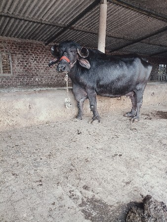 थंबनेल 3