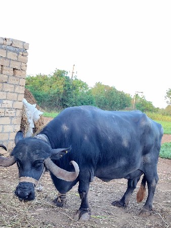 थंबनेल 2