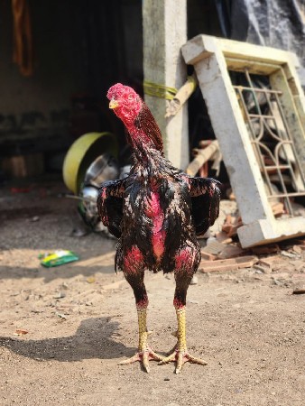 थंबनेल 2