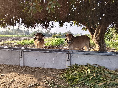 ગોઠલા વેચવાના છે