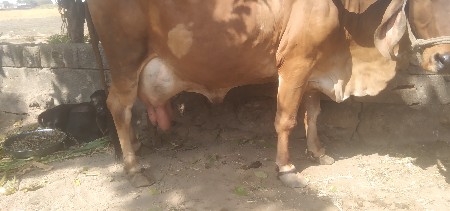 ગાય વેચવાની છે.