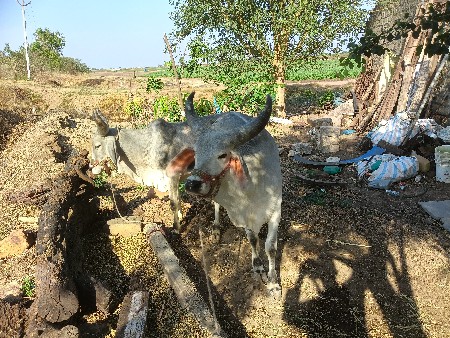 थंबनेल 3