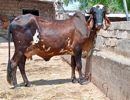 પંદર દિવસની કાચી