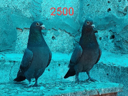 original madrashi kabutar