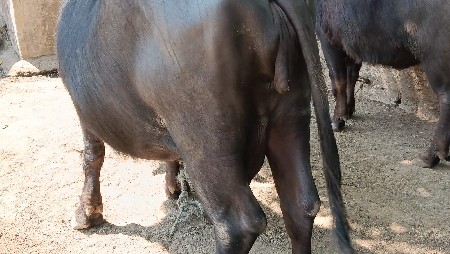 थंबनेल 3