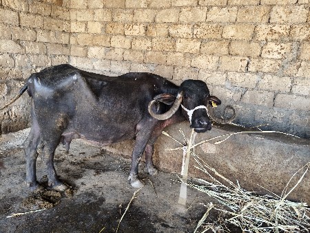 પાંચ પાંચ લીટર દૂધ પાંચ પાંચ લીટર