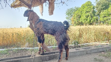 થંબનેલ 3